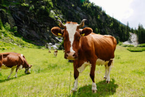 Cow grazing in grass